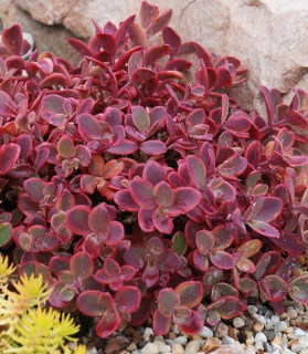 Sedum SunSparkler® 'Wildfire'